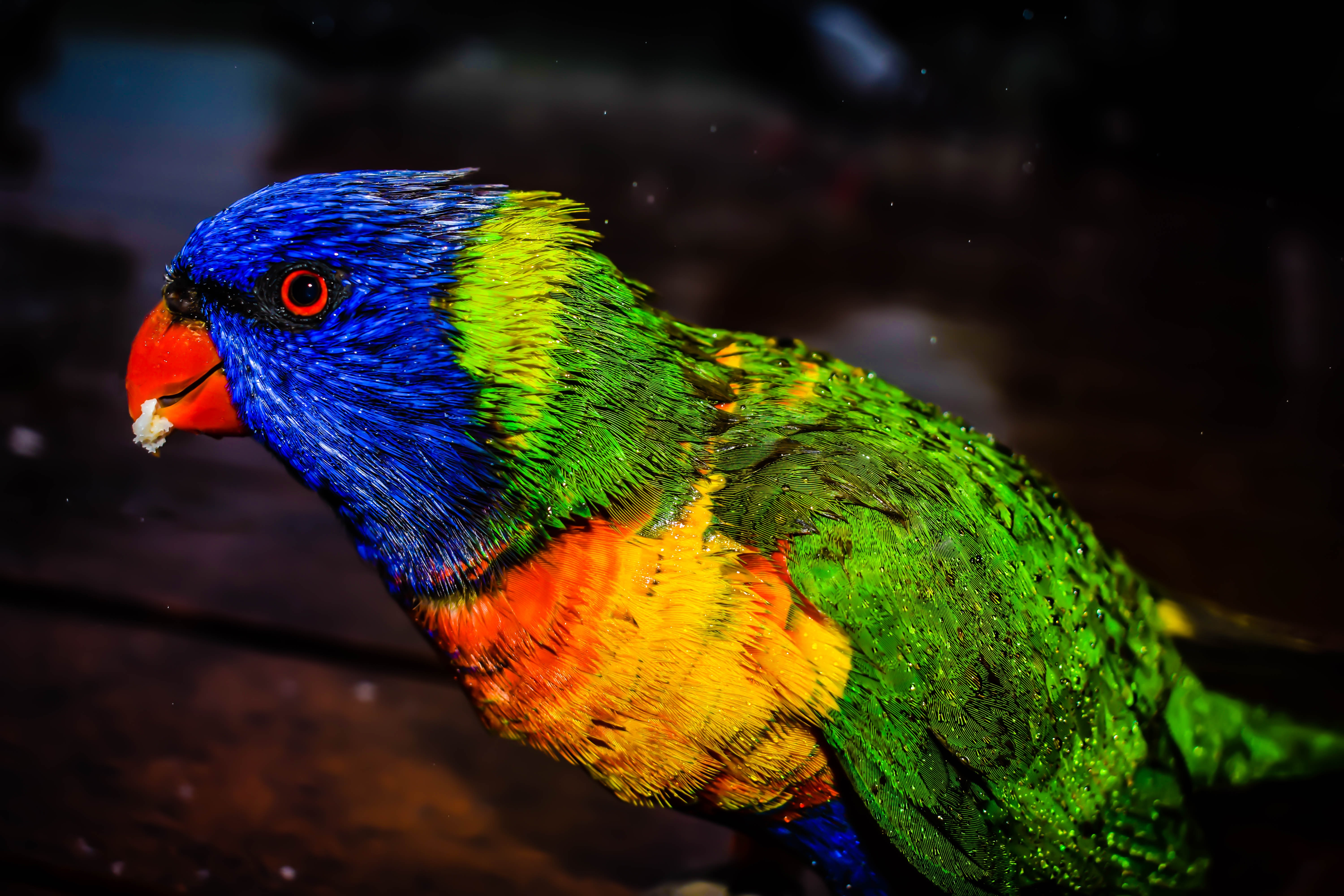 Большой цветной попугай. Какаду лорикет. Лорикет Королевский попугай. Синеголовый попугай. Синеголовый красногузый попугай.